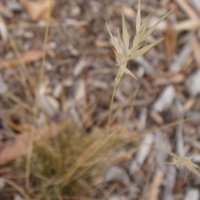 Image of Wallaby Grass 