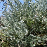 Image of Wattle (Blue Bush) 