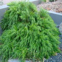 Image of Wattle (Bower Limelight) 