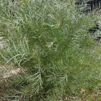 Image of Wattle (Flinders Ranges) 