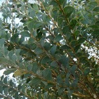 Image of Wattle (Knife Leaf) 