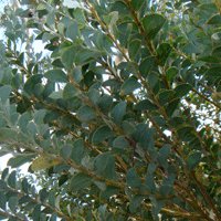 Image of Wattle (Knife Leaf) 