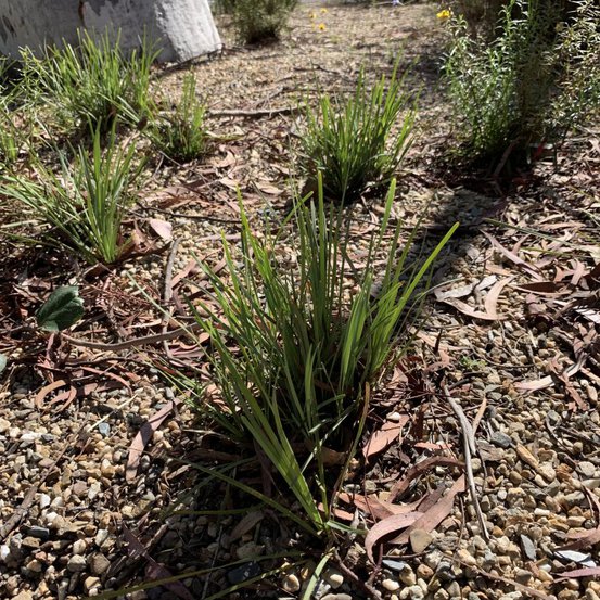 Image of Wattle Mat Rush 