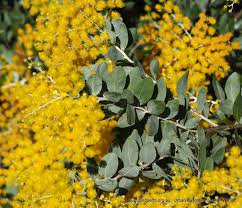 Image of Wattle (Queensland Silver) 