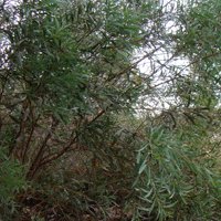 Image of Wattle (Red-stemmed) 
