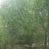 Image of Wattle (Sally) 