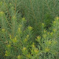 Image of Wattle (Snowy River) 