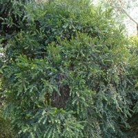 Image of Wattle (Sticky) 