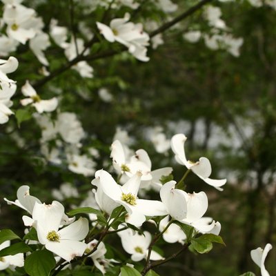 Image of White Dogwood
