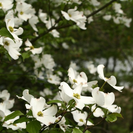 Image of White Dogwood