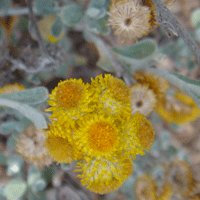 Image of Yellow Buttons 