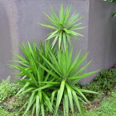 Image of Cabbage Palm