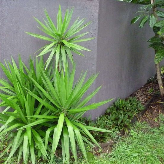 Image of Cabbage Palm